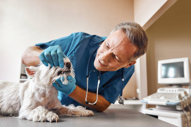 Best 24-Hour Emergency Dental Care in Massanutten, VA
